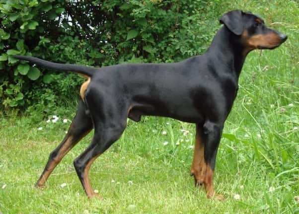 Greek Harehound Dog 3