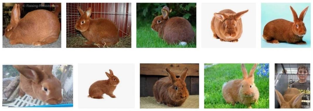 New Zealand Red Rabbit Breed - Pet Care Stores
