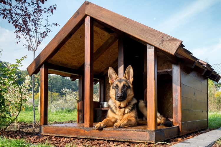 Solar Heated Dog Houses 1