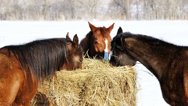 Winter Care Tips for Horses 3