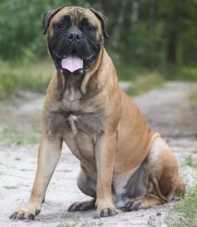 Great Dane Bull Mastiff Mix : Bull Daniff Dog Breed 4 great dane bull mastiff mix 3