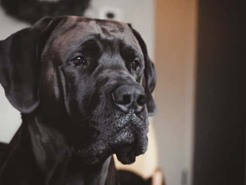 Great Dane Bull Mastiff Mix : Bull Daniff Dog Breed 10 great dane bull mastiff mix 7