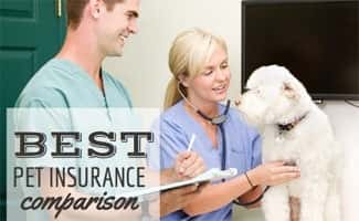 Best Pet Insurance Review 2022 5