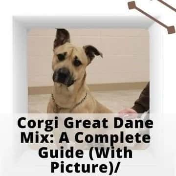 Corgi Great Dane Mixes 6