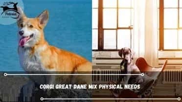 Corgi Great Dane Mixes 7
