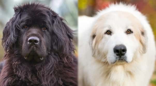 Great Pyrenees Dog 4
