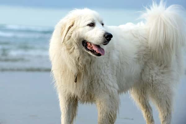 Great Pyrenees Dog 5