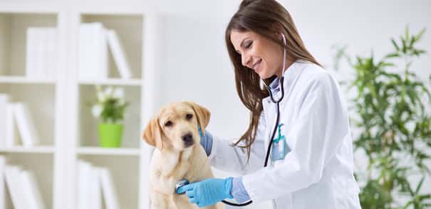 Pet Loans to Pay for Veterinary Care 1