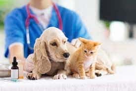 Pet Loans to Pay for Veterinary Care 3