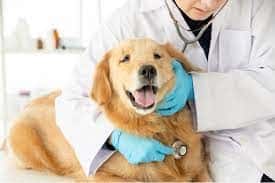 Pet Loans to Pay for Veterinary Care 4