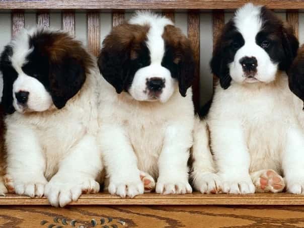 Saint Bernard for Sale Puppies 8