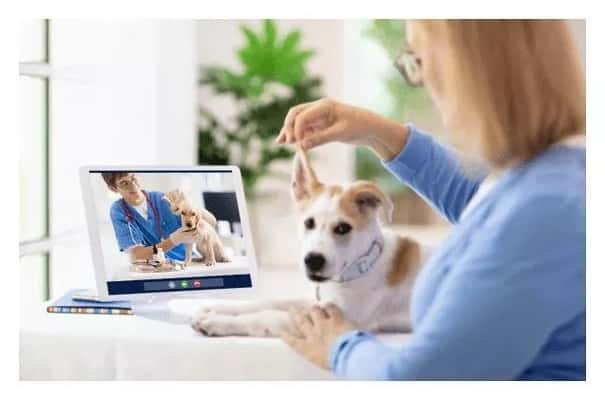 best online veterinarians 2