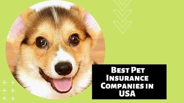 best pet insurance companies 2