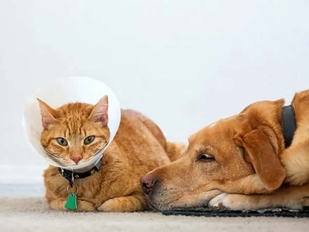 best pet insurance companies 3