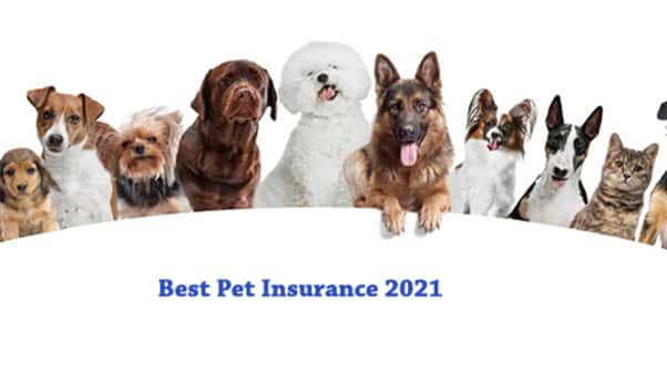 best pet insurance companies 4