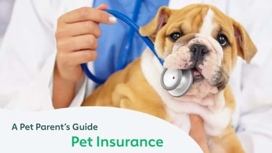 best pet insurance companies 5