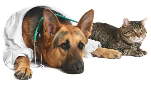 pet financing for veterinary care 3