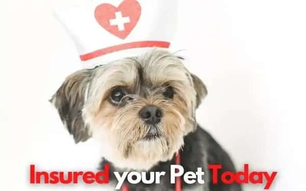 pet insurance companies 1