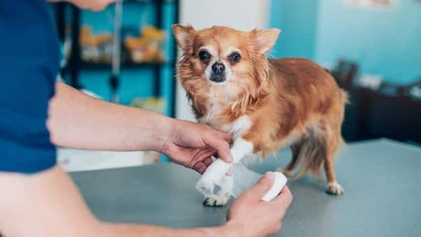 pet insurance for dogs 2