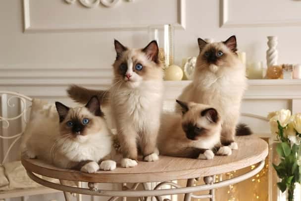 ragdoll cats for sale 1