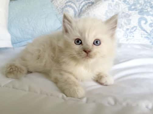 ragdoll cats for sale 11