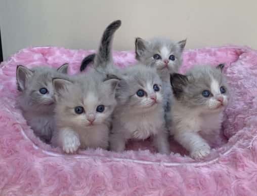 ragdoll cats for sale 12
