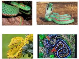 Beautiful Snakes in the World