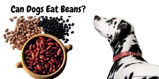 Can Dogs Eat Kidney Beans 4