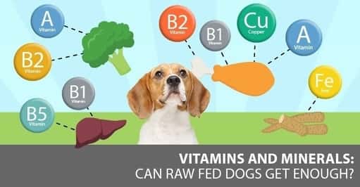 Dog Nutritional Care 1