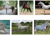 Facts of Andalusian Horses