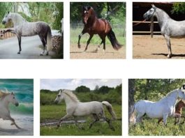 Facts of Andalusian Horses