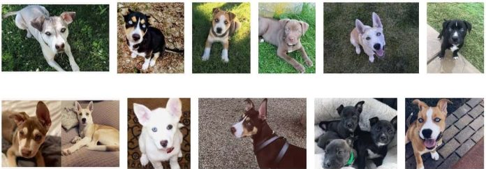 Pitsky Puppies for Sale : Pitsky (Pitbull & Siberian Husky Mix) - Pet