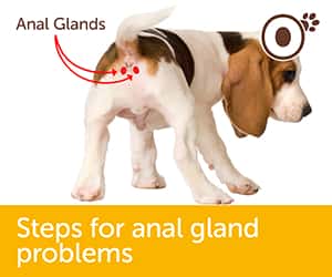 dog anal gland smell 5