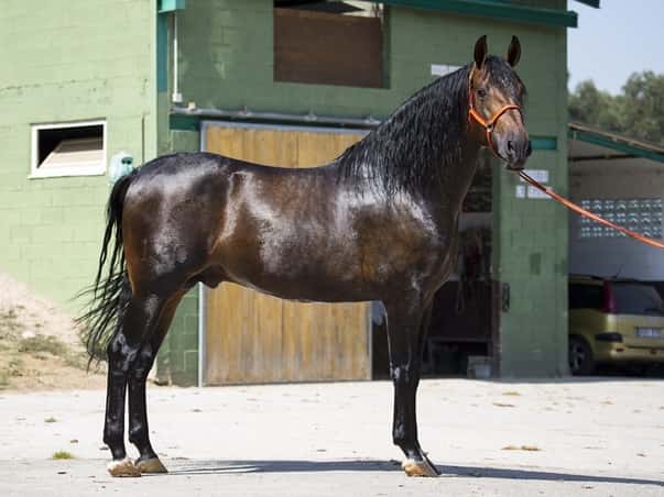 facts of andalusian horses 1