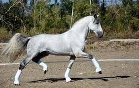 facts of andalusian horses 11