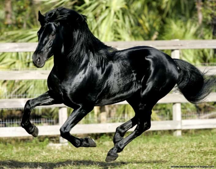 facts of andalusian horses 3