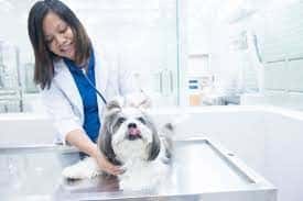 pet veterinary clinic 3
