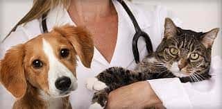 pet veterinary clinic