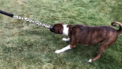 How to Make a Spring Pole for Dogs