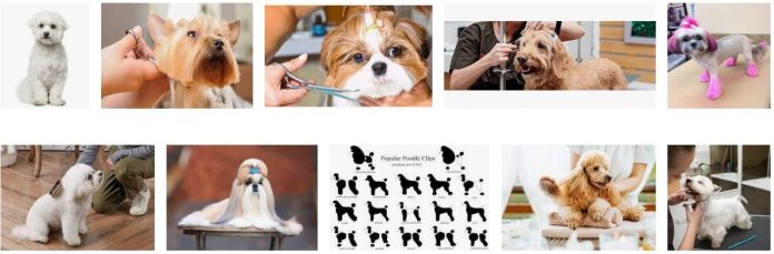 Dog Grooming Types