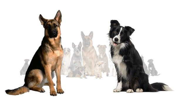 As melhores raças de cães de assistência à mobilidade
