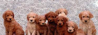 Protect Labradoodle Puppies From Sun