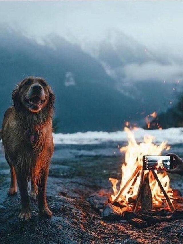 10 Best Tricks for Safe Camping With Dogs