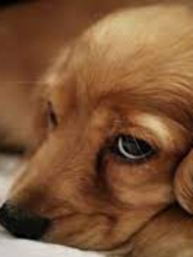 Top 10 Fastest Dog Breeds in the World