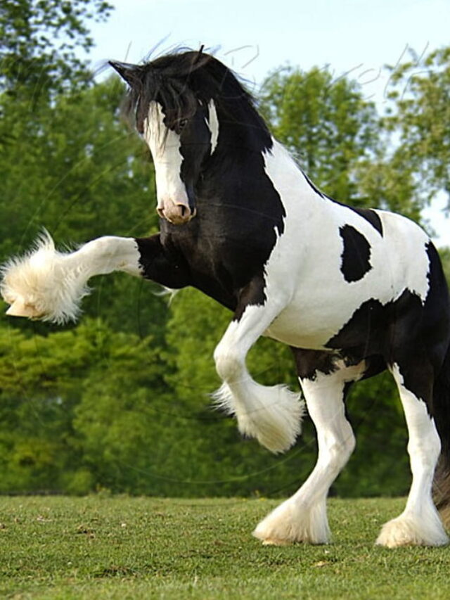 8 most popular horse breeds