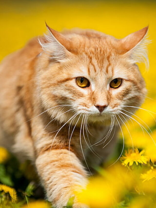 9 Calmest Cat Breeds for Serene Homes