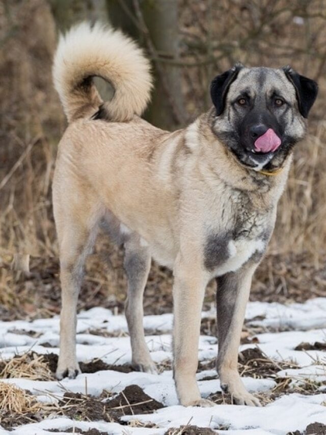 Anatolian Shepherd Dog: 10 Unique Facts