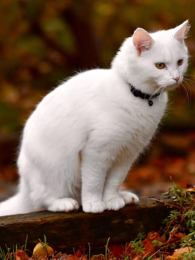 Turkish Angora Cats: 9 Surprising Facts