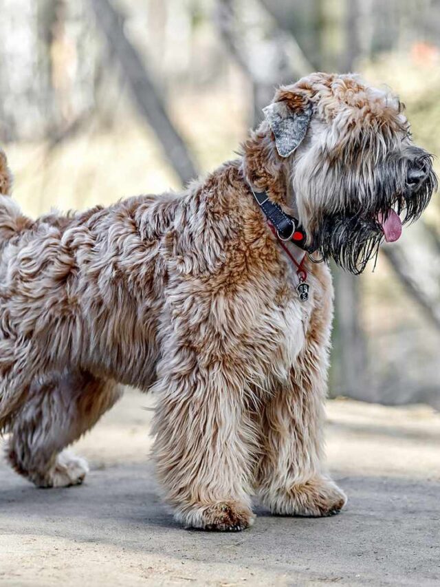 Discover Soft Coated Wheaten Terrier: 9 Fun Facts