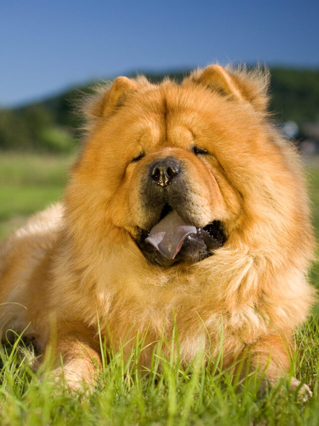 10 Dog Breeds That Resemble Bears